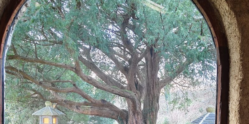 tejo un árbol entre la vida y la muerte