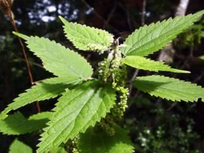 plantas ayurvédicas ortiga ayurveda