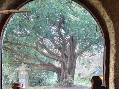 tejo un árbol entre la vida y la muerte
