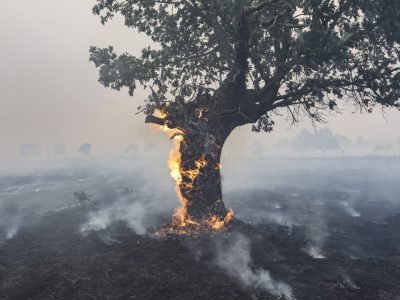 Consejos contra la contaminación ambiental del aire