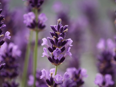 Lavanda historia usos beneficios ayurveda