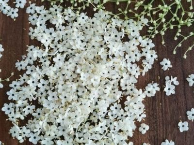 champán de saúco receta ayurveda plantas ayurveda herborismo