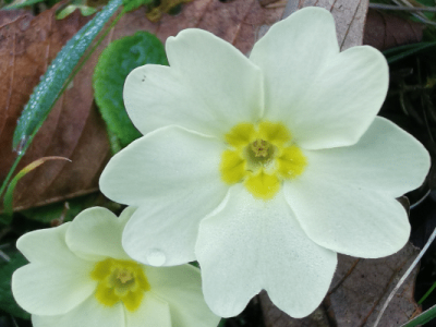 depuración ayurveda de primavera consejos, recetas y plantas ayurvedicas