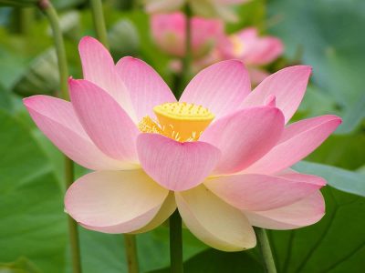 loto Ayurveda