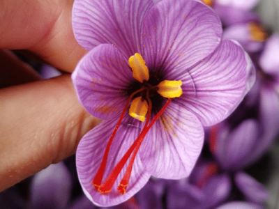 propiedades del azafrán ayurveda