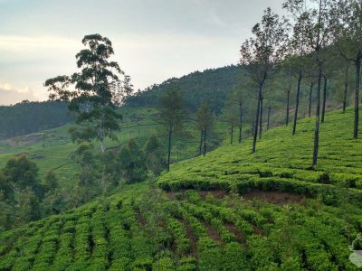 Té en Ayurveda: Paseando por Munnar